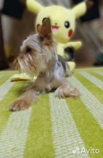 Мини Йоркширский терьер Вязка