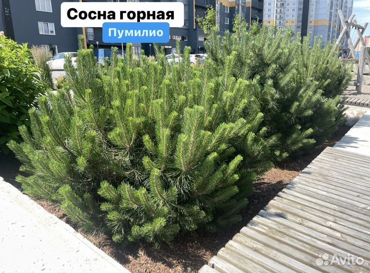 Сосна горная Пумилио