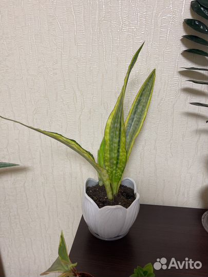 Сансевиерия металлик,Голден Флайм