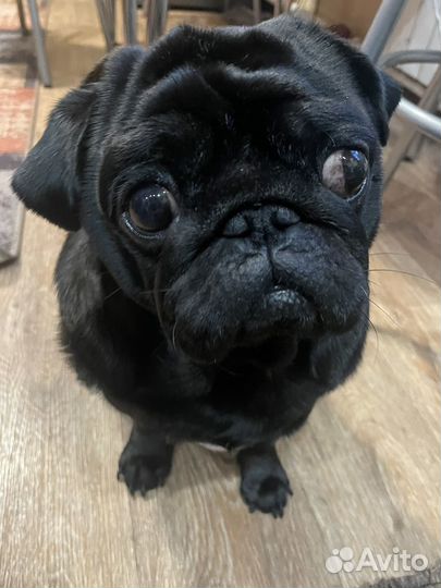 Мопс вязка мальчик
