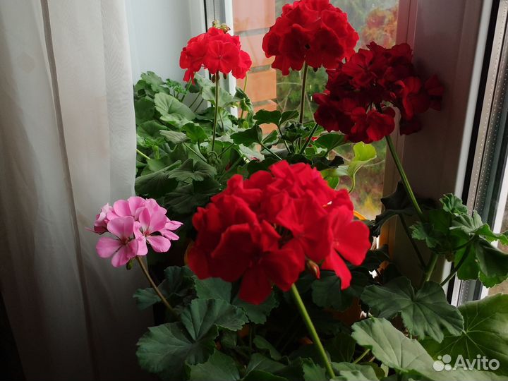 Герань пеларгония цветущая