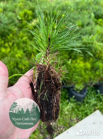 Зкс и окс Сосна Ель Лиственница сеянцы Голуб горн