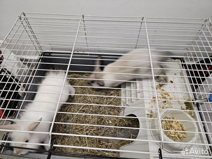 Декоративные кролики