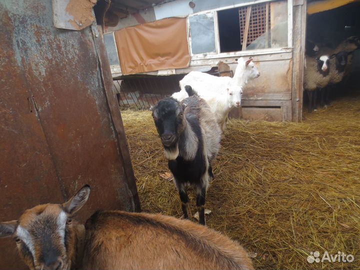 Козлята Ламанча и козы