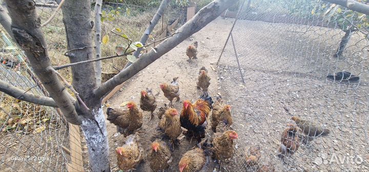 Куропатчая брама