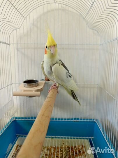 Попугай корелла + в подарок 7 кг корма