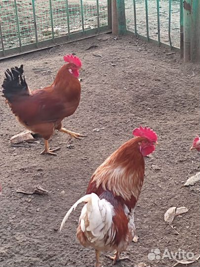 Молодые петухи