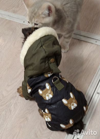 Зимний комбинезон для маленькой собачки