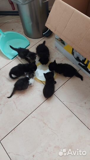 Котята в добрые руки