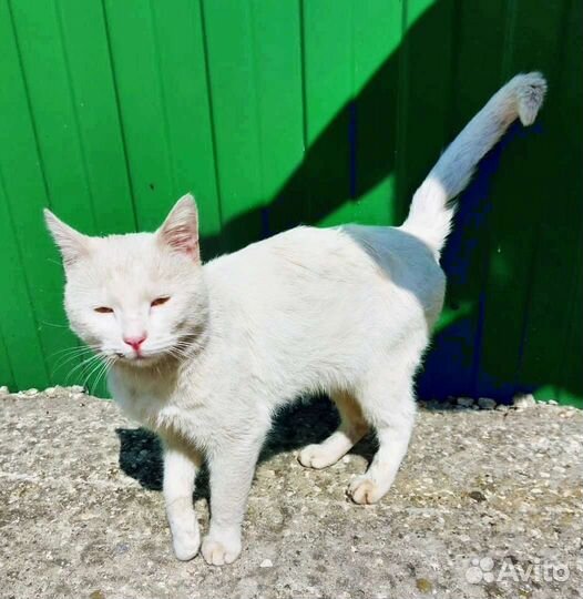 Чудесный белый котик оказался на улице
