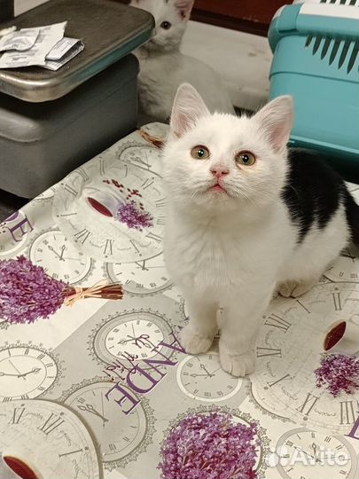 Котята в добрые руки мальчики 2 месяца