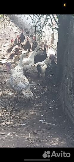 Индоутки, гуси