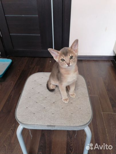 Абисинский котенок