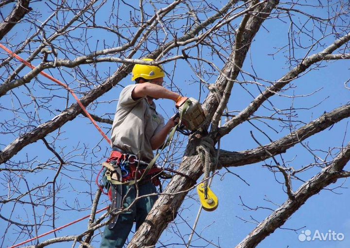 Профессиональный спил деревьев