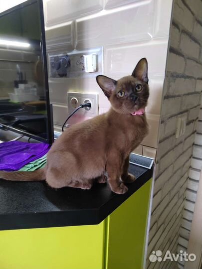Бурманские котята