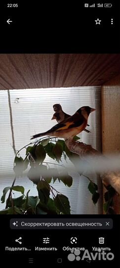 Певчие птицы