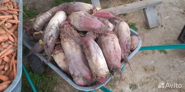 Свекла столовая