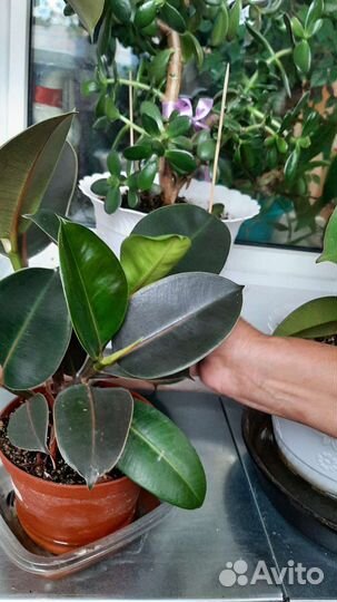 Фикус каучуконосный большой