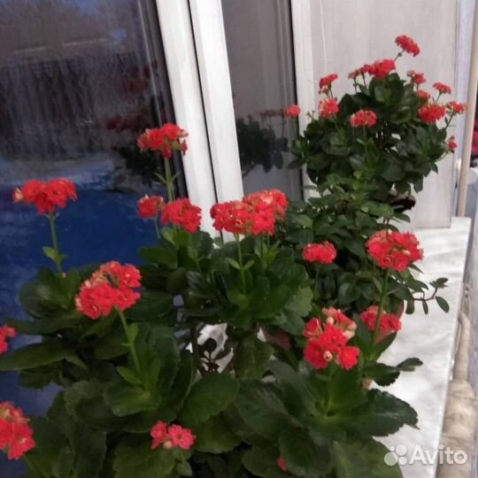 Каланхоэ