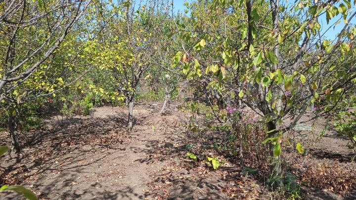 Участок 6 сот. (СНТ, ДНП)