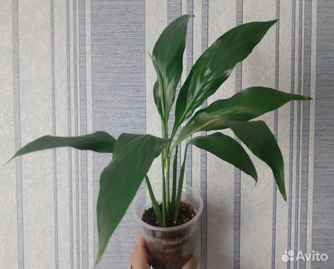 Спатифиллумы разных сортов