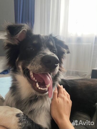 Собака в добрые руки