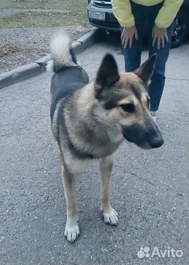 Собака в добрые руки