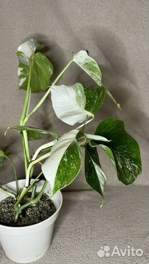 Монстера альба