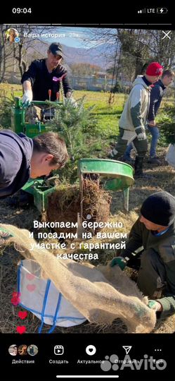 Пихта кавказская