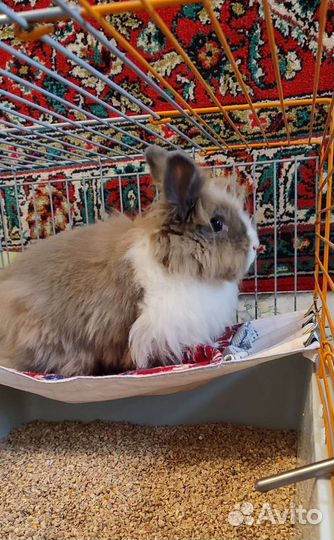 Передержка клеточных животных