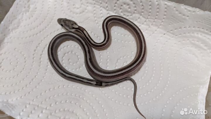 Маисовые полозы