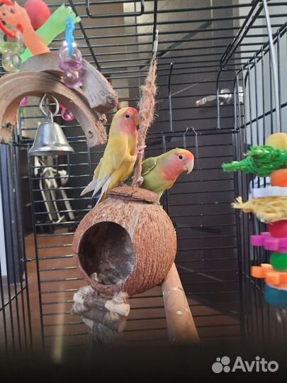Попугай неразлучники с клеткой