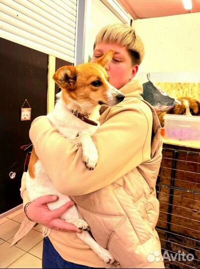 Собака в добрые руки