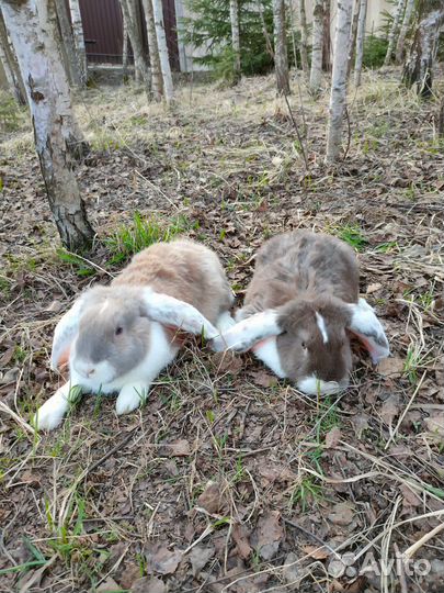 Кролик французский баран