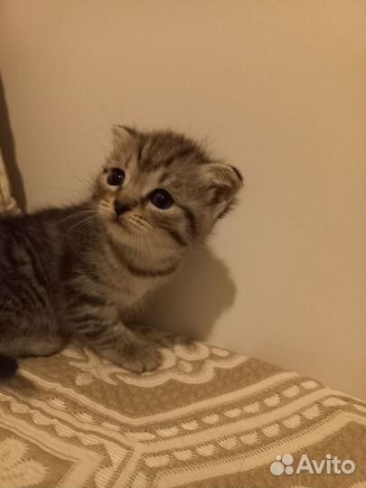 Британские котята