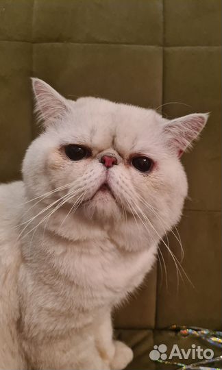 Брутальный производитель экзот