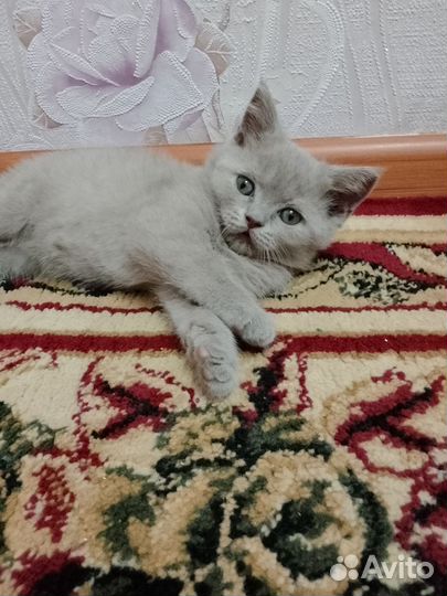 Британская