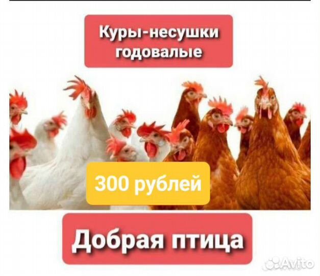 Куры-несушки.Вывоз из Утечино.Доставка