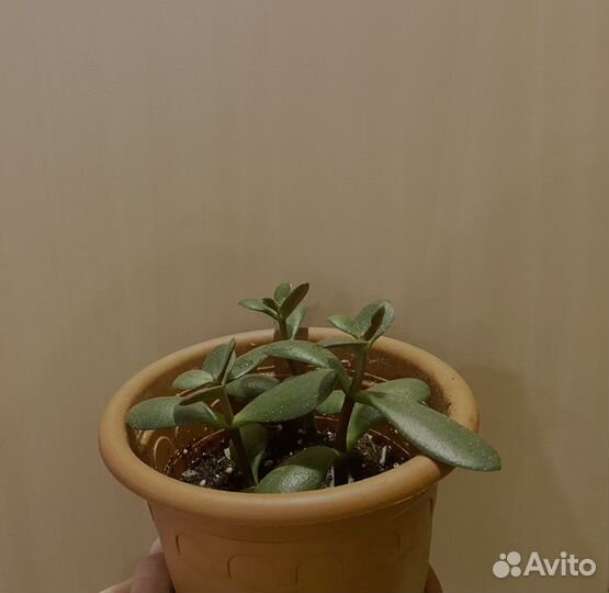 Денежное дерево (толстянка)