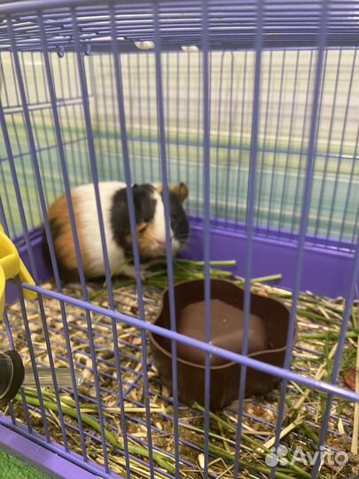 Морская свинка с клеткой