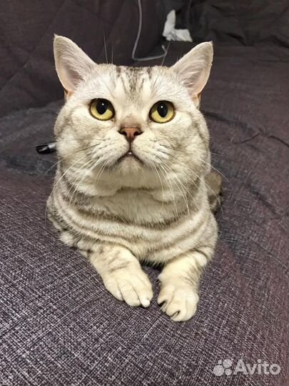 Британский кот вязка