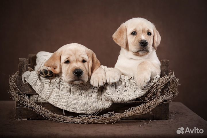 Щенки лабрадора