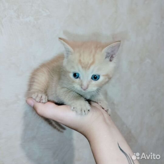Котята в добрые руки бесплатно