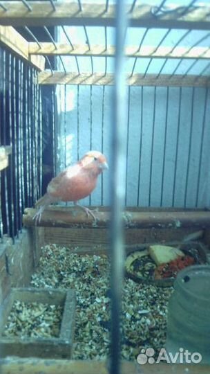 Кенарь. Самцы и самки