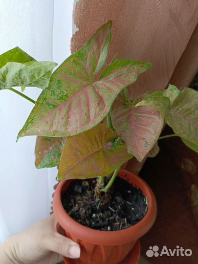 Сингониум пинк флескед