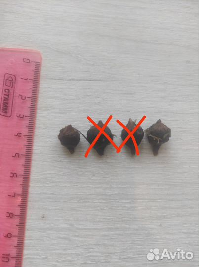 Алоказия серебряный дракон, Алоказия регал шилдс