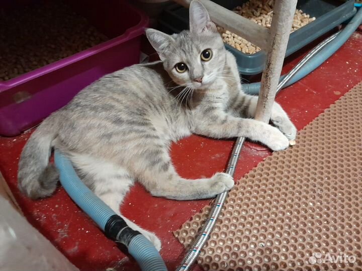 Кошечка в добрые руки