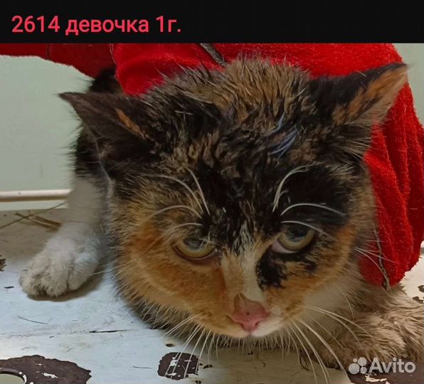 Пушистые усатики- полосатики