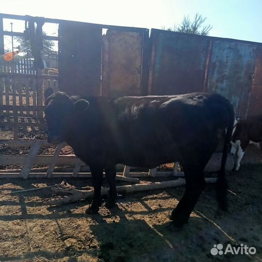 Тёлки и бычок