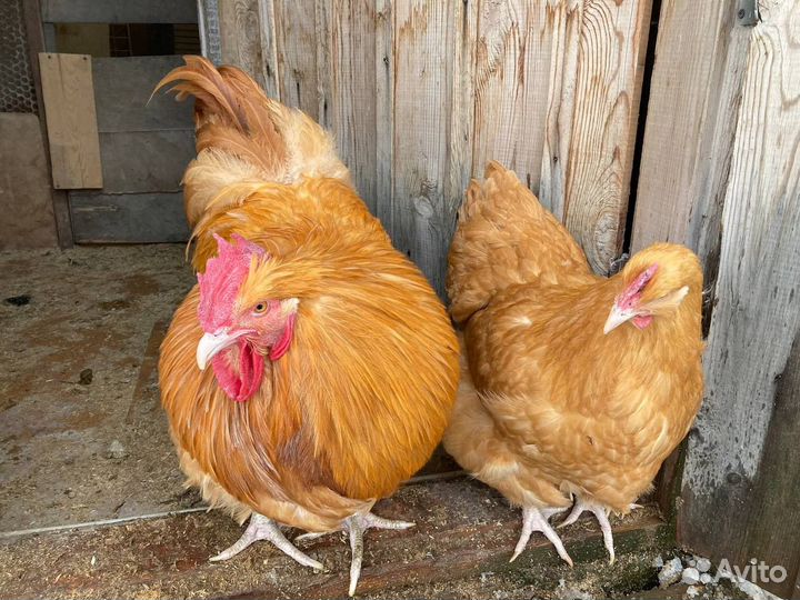 Инкубационное яйцо / цыплята Брама и Орпингтон